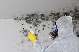 Environmental Consulting for Mold Prevention in Clarkston, GA